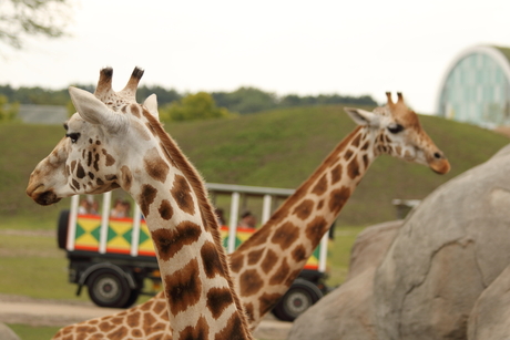 Giraffes gekruist