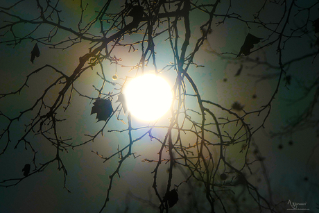 Achter in de tuin 2 uur nacht 