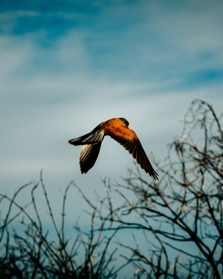 Riding the winds