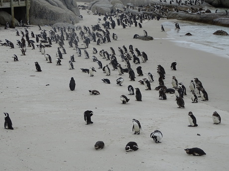 alle pinguïns verzamelen