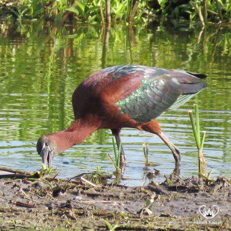 Zwarte ibis