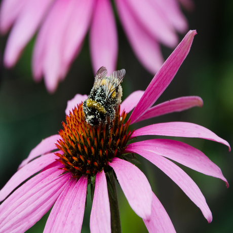 hommel en stuifmeel.jpg