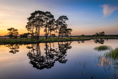 Dwingelderveld