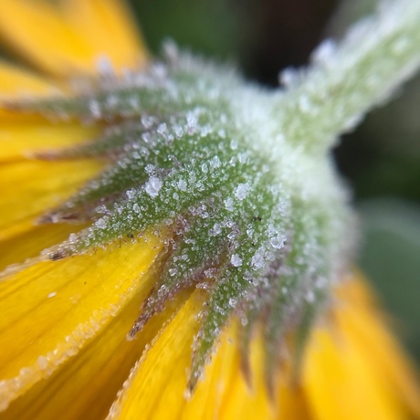 Small flower in winter.