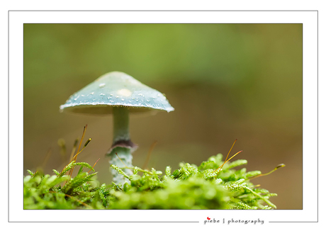 Echte groene koperzwam