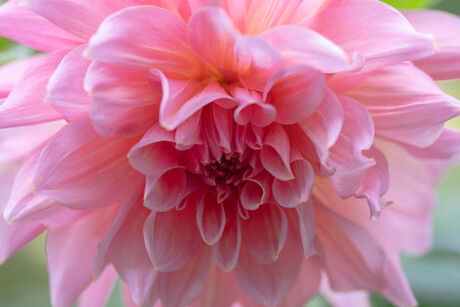 Dahlia