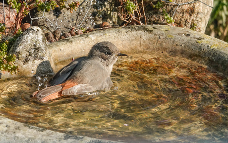 Zwarte roodstaart geniet....