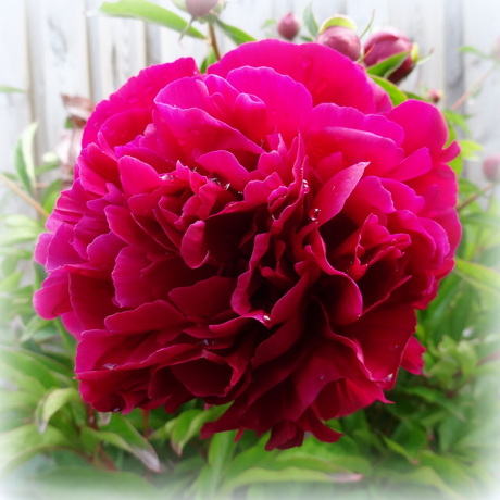 de Pioenroos in bloei