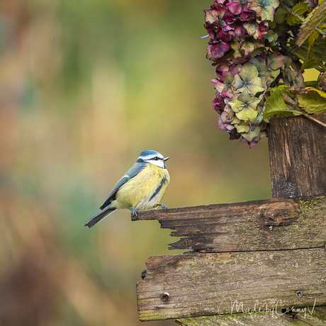 Pimpelmees in een herfst setting