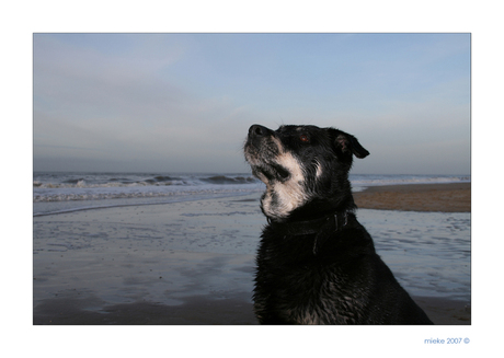 Boef op het strand...