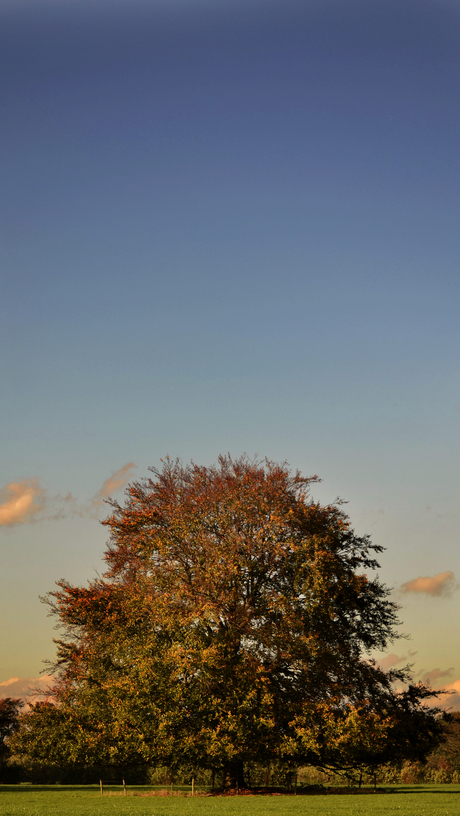 Lonely tree