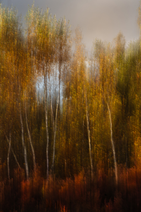 Herfst in het Berkenbos