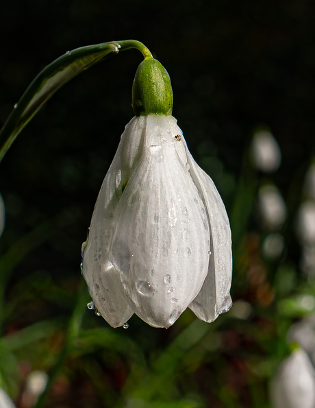 Sneeuwklokje met druppels