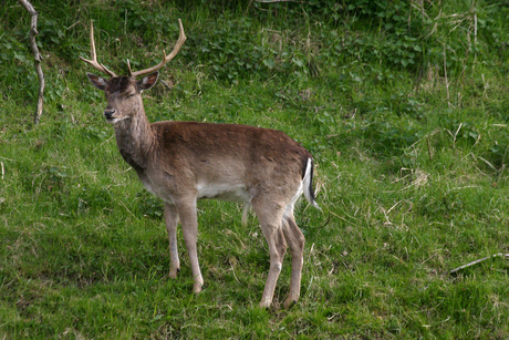 Alweer een Hert