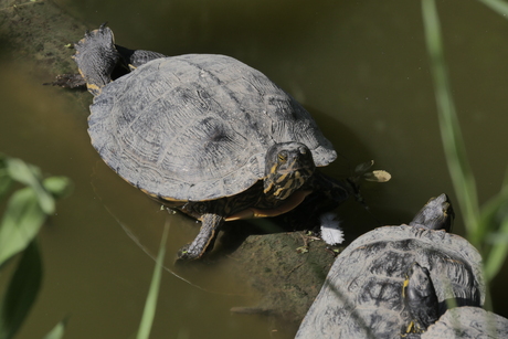 Dieren park Hoenderdaal.