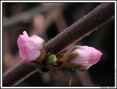 Lente vreugde in mijn tuin