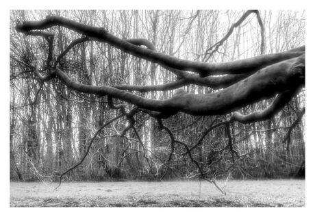 de sterke arm van de boom