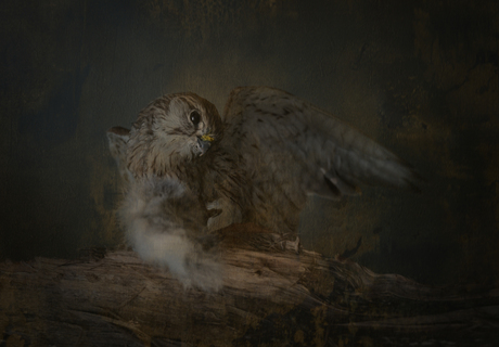 De valk en zijn prooi.