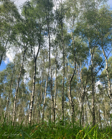 Bomen Planken Wambuis Ede