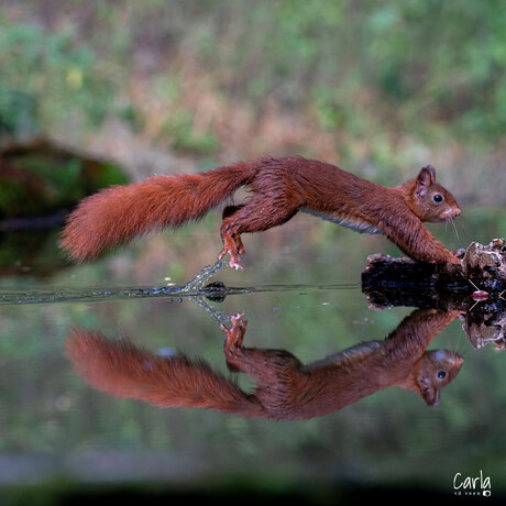 jumping squirrel