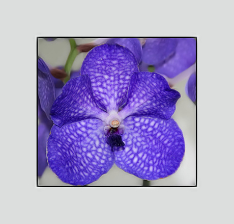 Thaise vanda orchidee