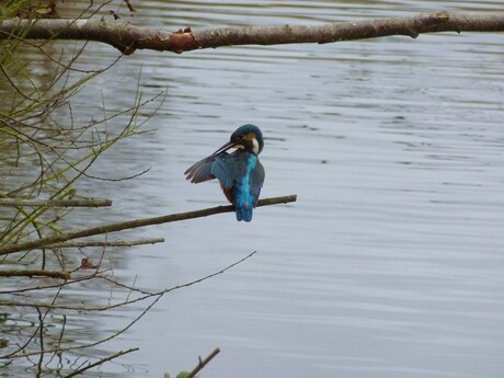 ijsvogel .kijkhut