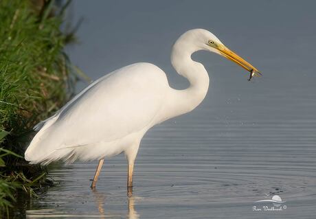 Grote Zilverreiger