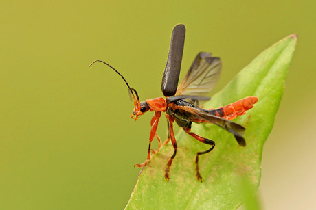 Kevertje klaar om op te stijgen