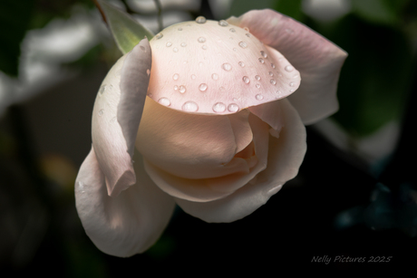 Desdemona in de regen