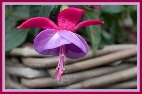 Fuchsia met rand