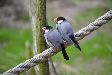 Rijstvogels