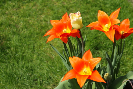 Tulp 06-05-2013