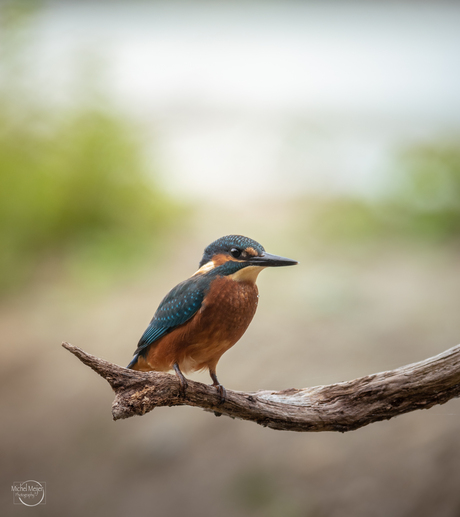 Het verhaal van de IJsvogel