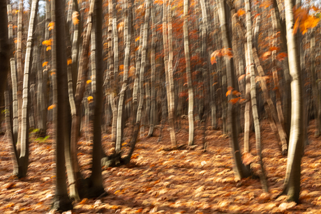 Dansende berken in de herfst.