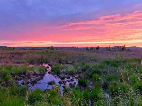 Zonsondergang in het veen 