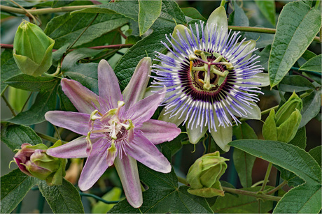 Two in one passiflora