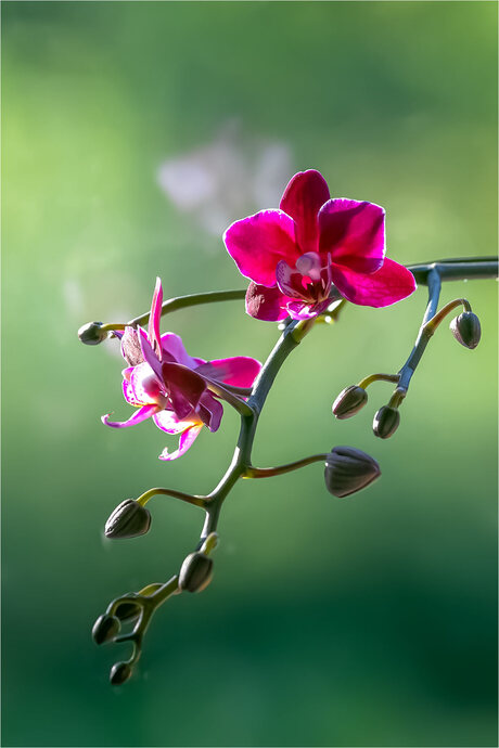 Phaleonopsis