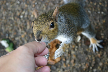 Eekhoorn in London