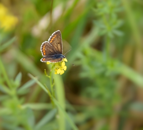 Lijkt wel op een indianentooi!