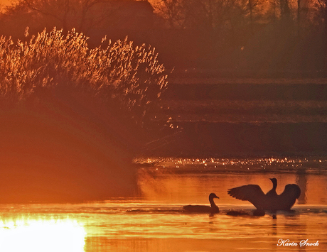 "Enjoying the sunset...."