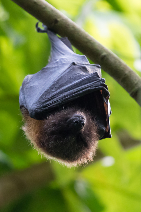 Vleerhond in de bush