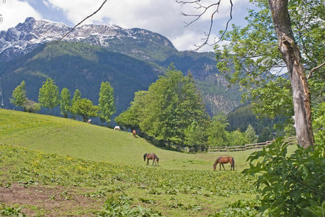 Paarden op alm