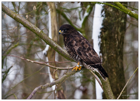 Buizerd