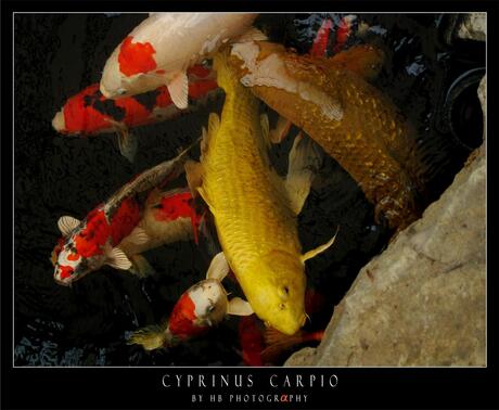HB Cyprinus Carpio