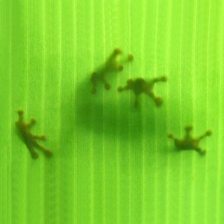 Roodoogboomkikker op een bananenblad