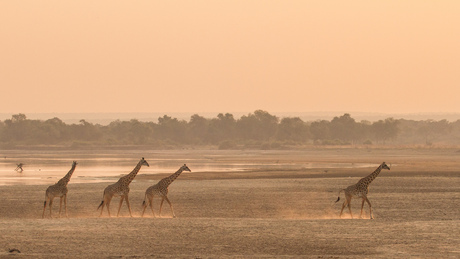 Giraffen bij zonsondergang