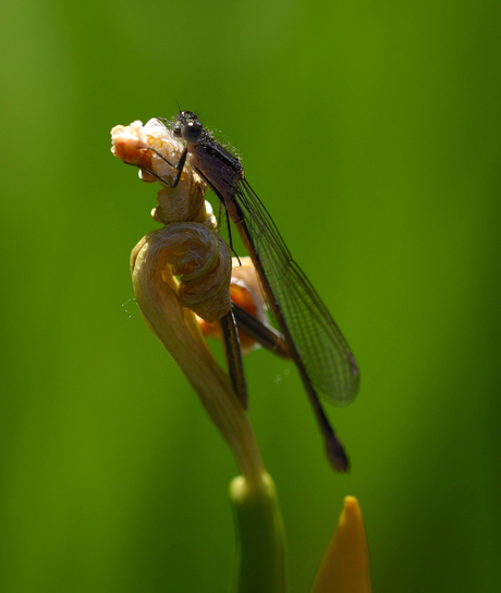 Waterjuffer op ontwakende iris