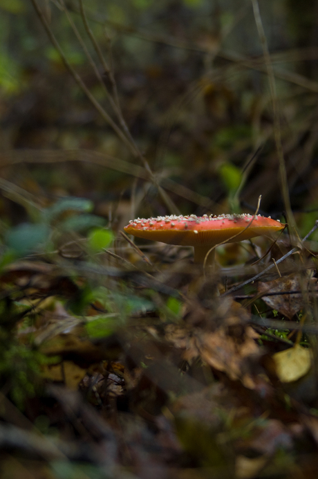 rood met witte stippen