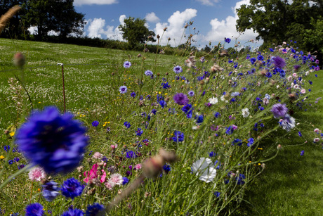 Korenbloemen in de wind