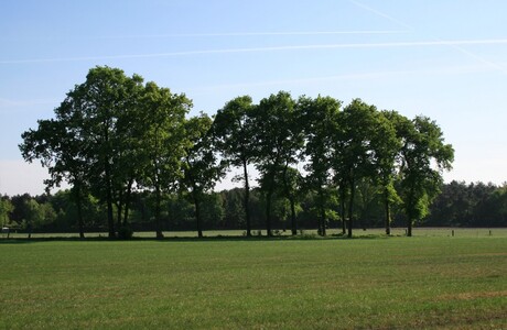 Bomen in een weiland